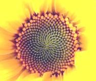 napraforgo_mandala.jpg