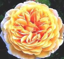 rozsa_mandala.jpg